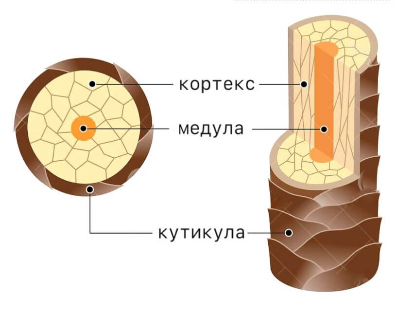 Понимание структуры волос