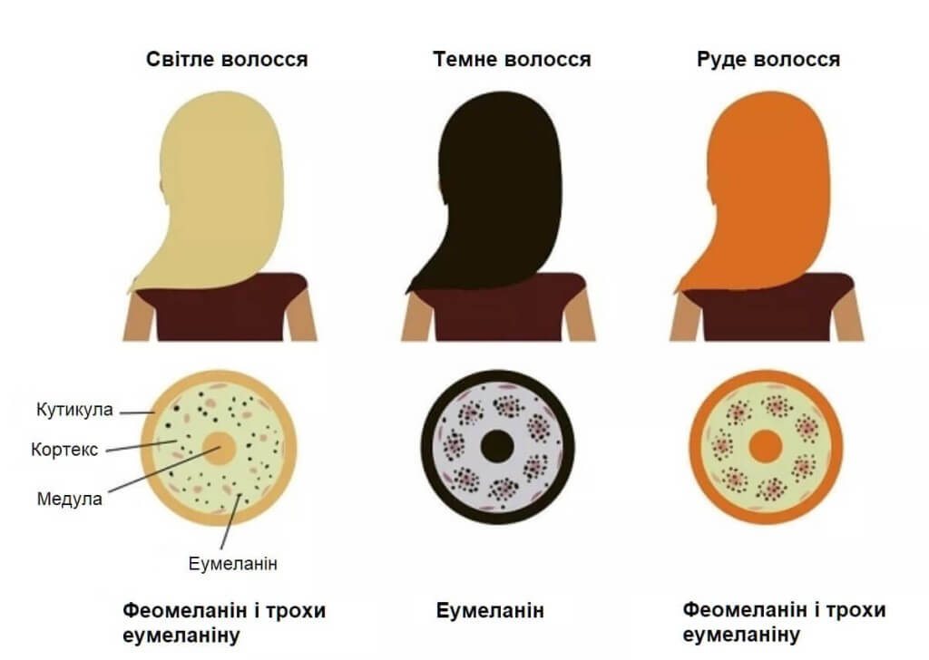Структура и особенности светлых волос